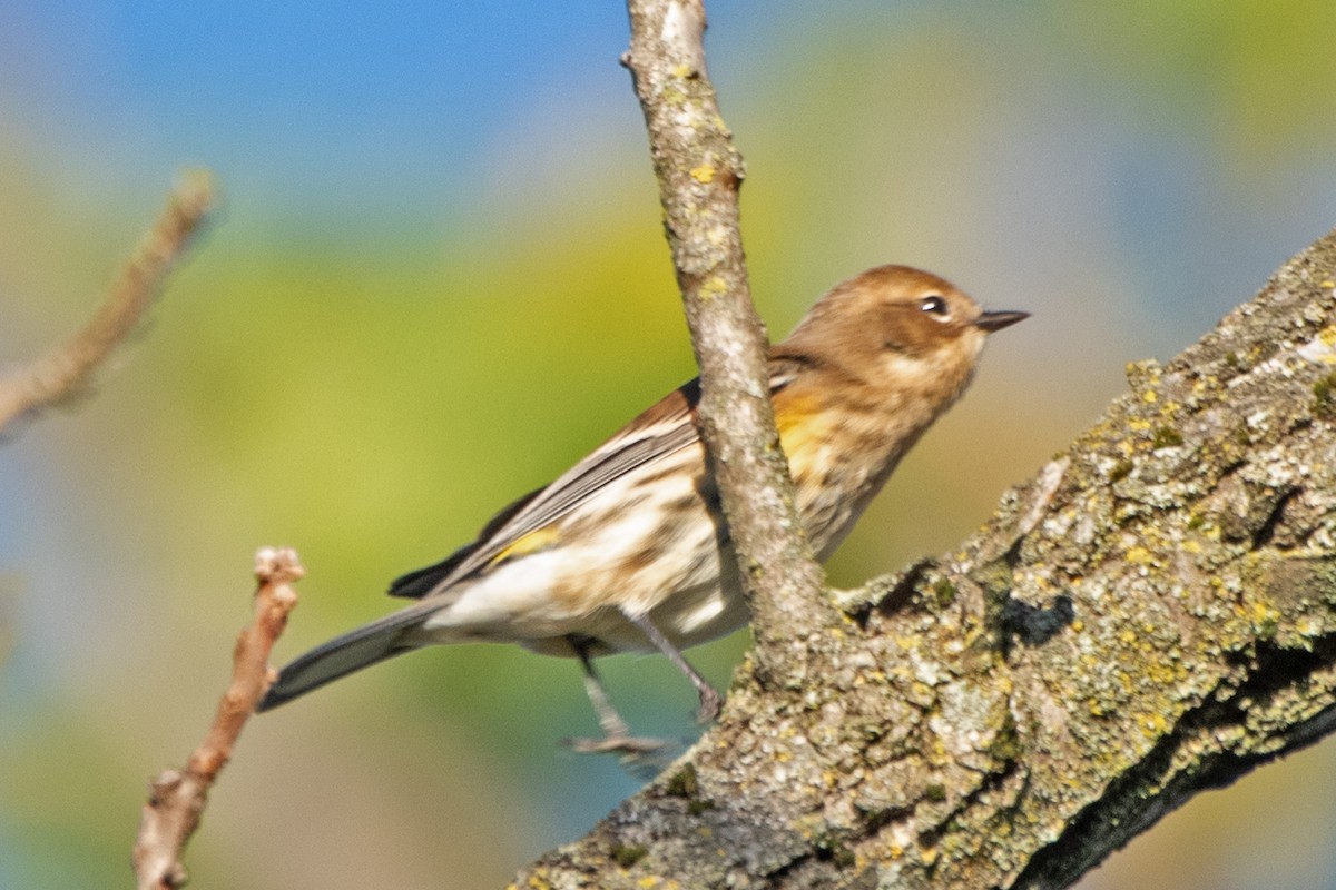 Yellow-rumped Warbler - ML643197037