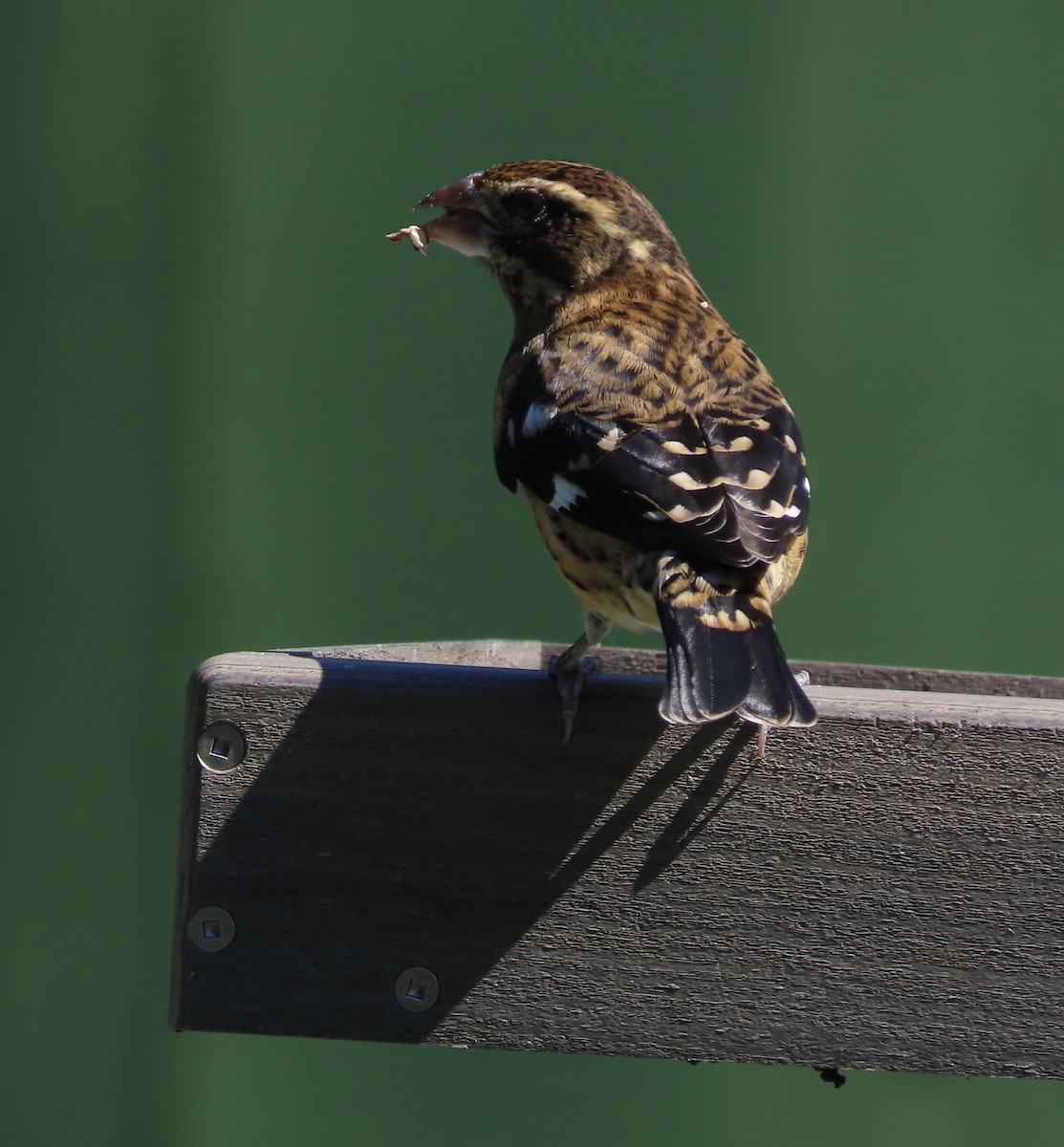 Rose-breasted Grosbeak - ML643197040