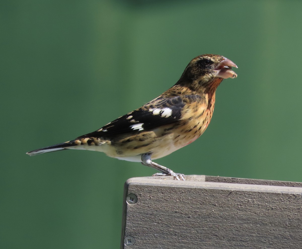 Rose-breasted Grosbeak - ML643197041