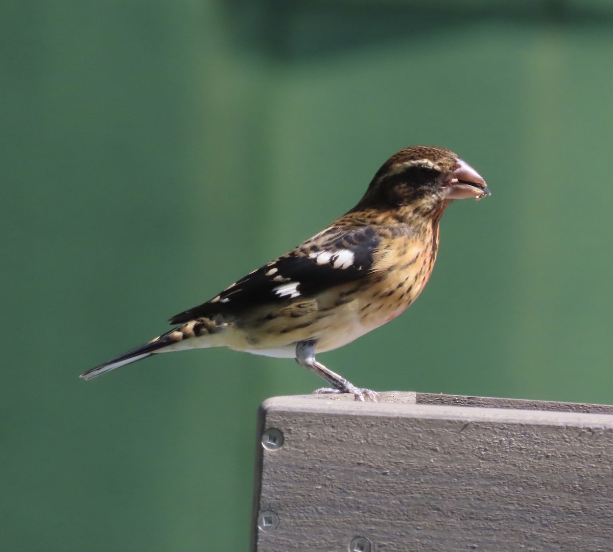 Rose-breasted Grosbeak - ML643197042