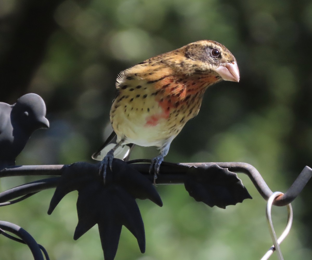 Rose-breasted Grosbeak - ML643197044