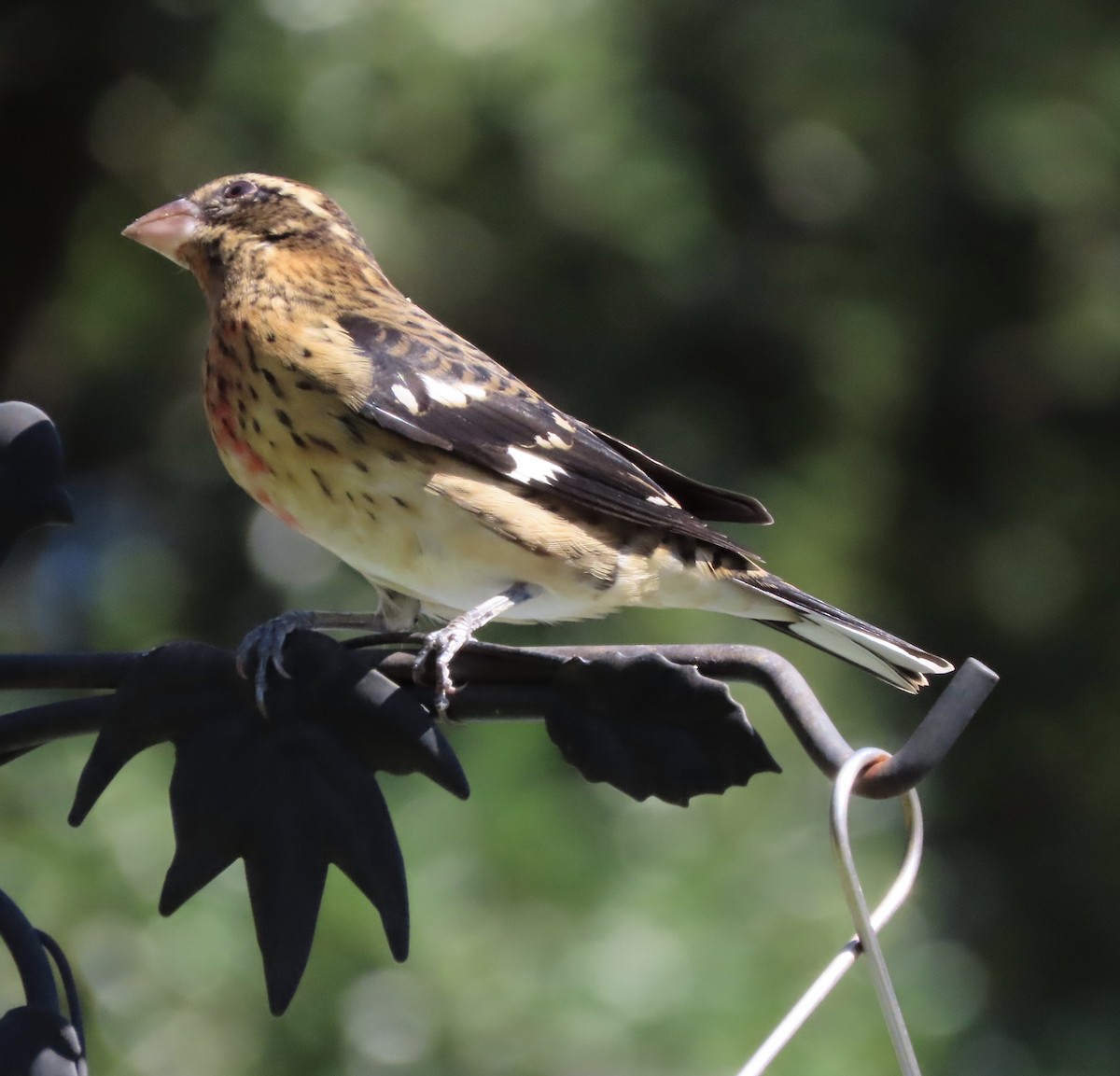 Rose-breasted Grosbeak - ML643197045
