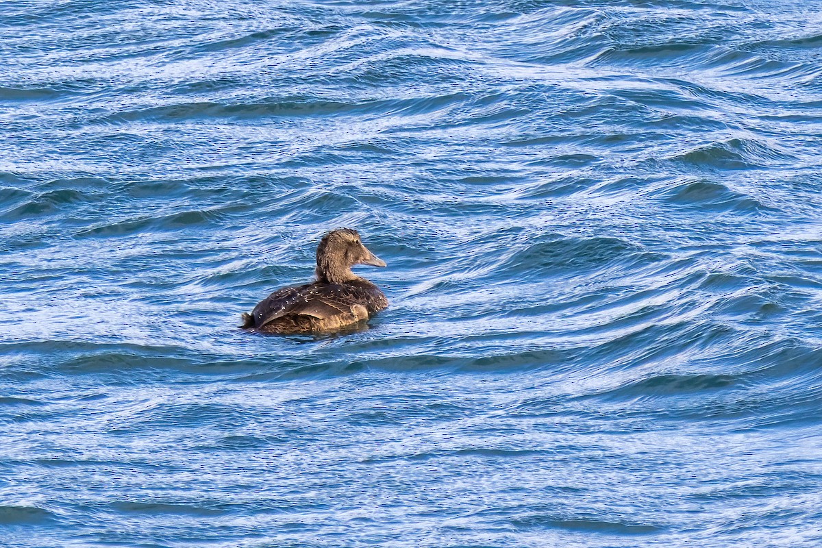 Common Eider - ML643197046