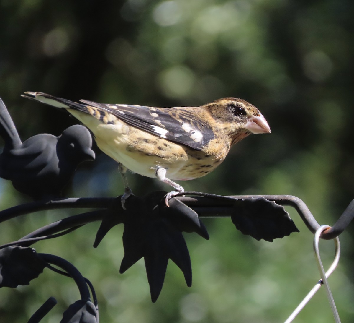 Rose-breasted Grosbeak - ML643197047