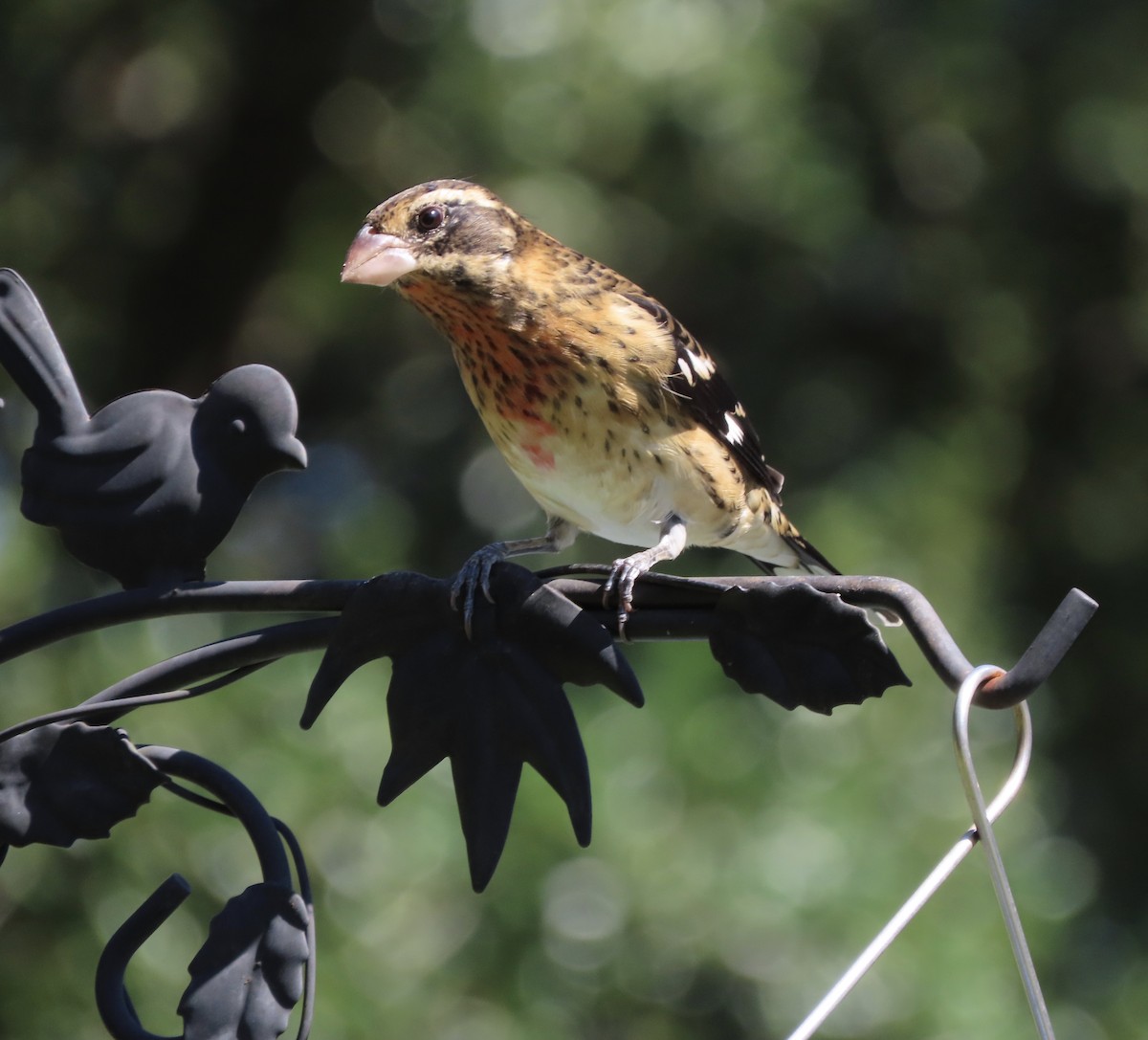 Rose-breasted Grosbeak - ML643197049