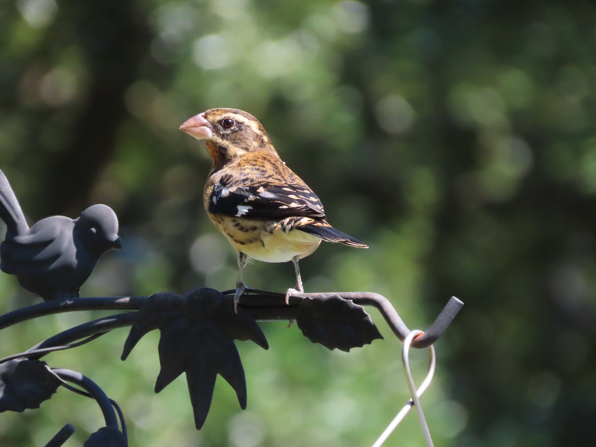 Rose-breasted Grosbeak - ML643197052