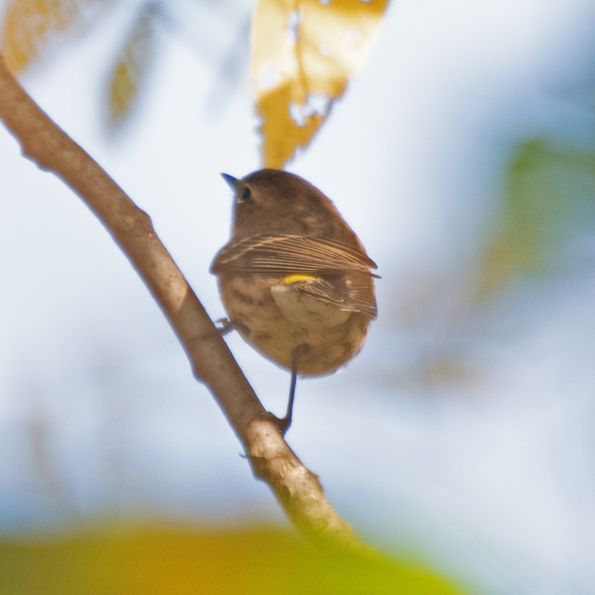 Yellow-rumped Warbler - ML643197056
