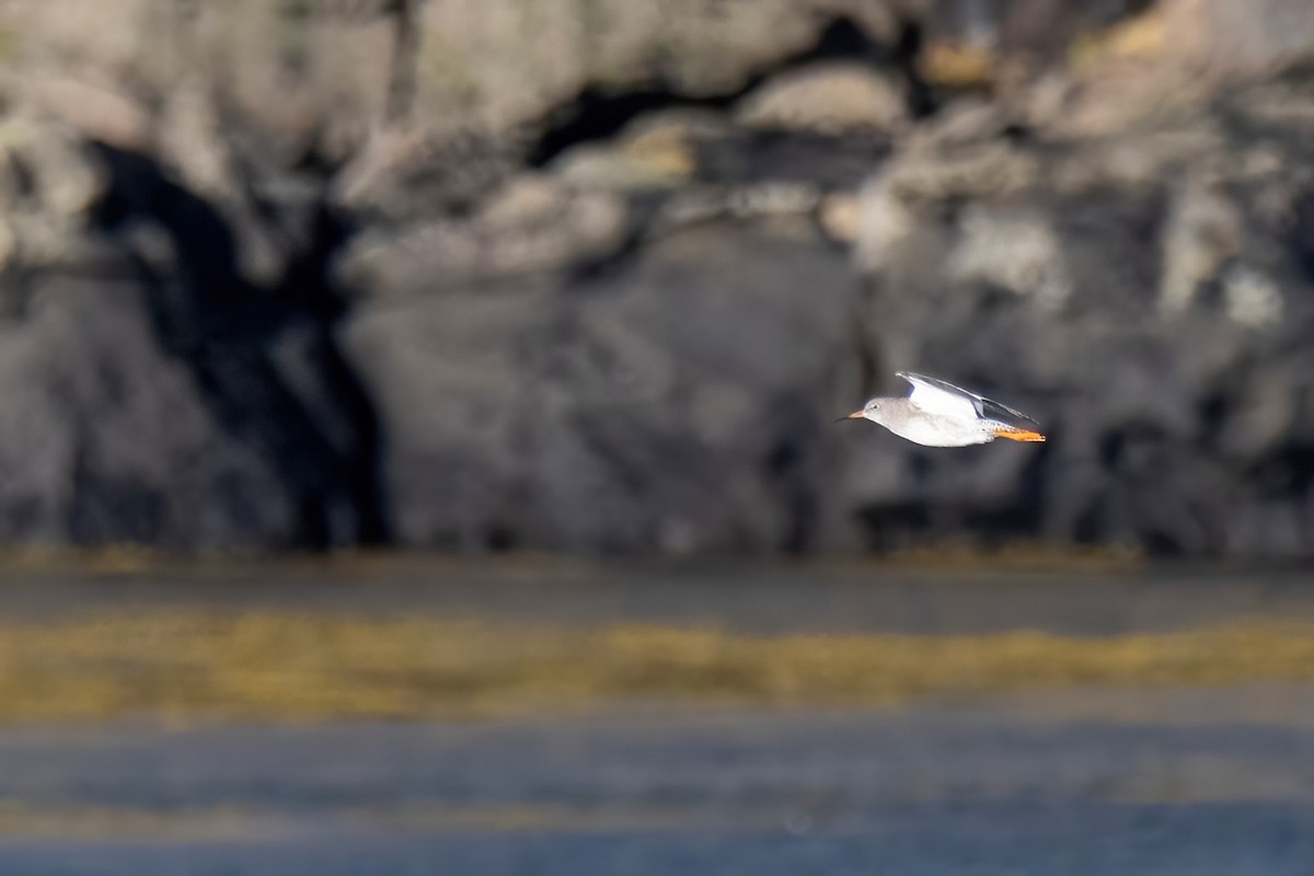 Common Redshank - ML643197077