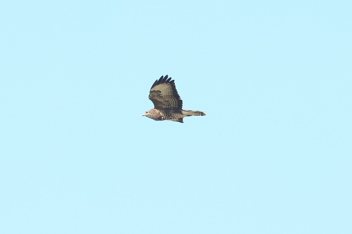 Buse variable (buteo) - ML643197080