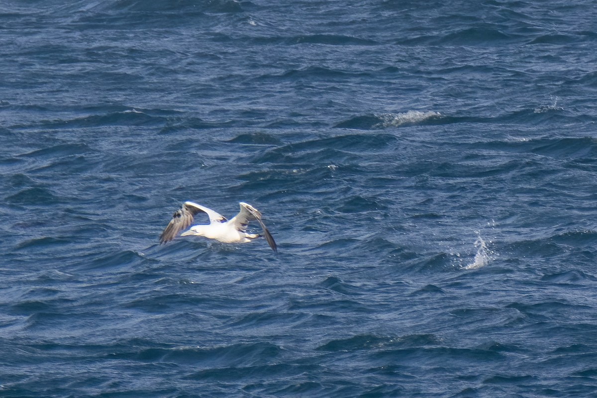 Northern Gannet - ML643197087