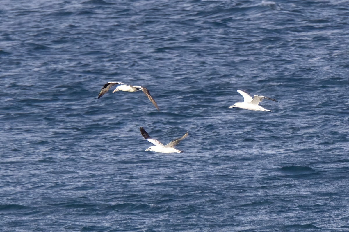 Northern Gannet - ML643197088