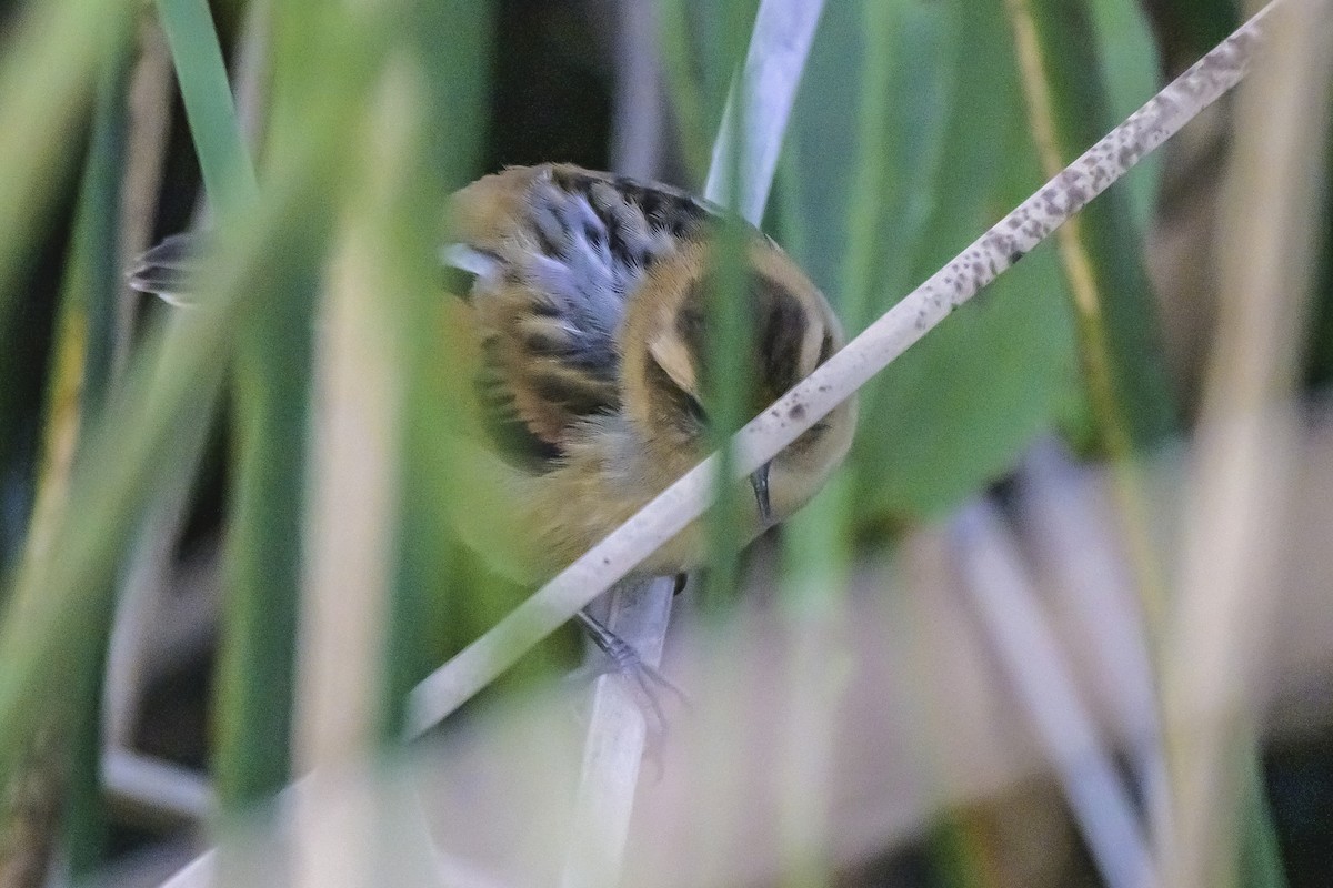 Wren-like Rushbird - ML643197114
