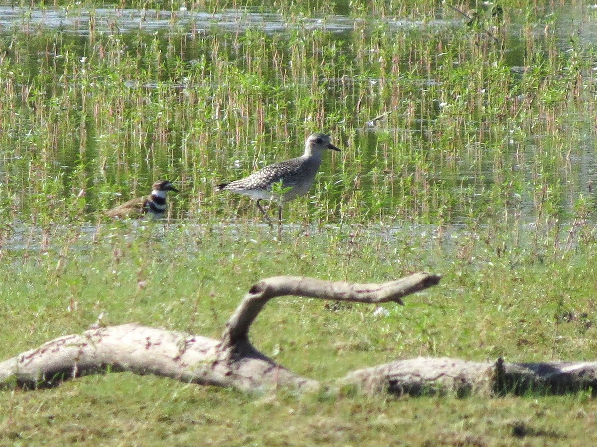 Black-bellied Plover - ML643197115