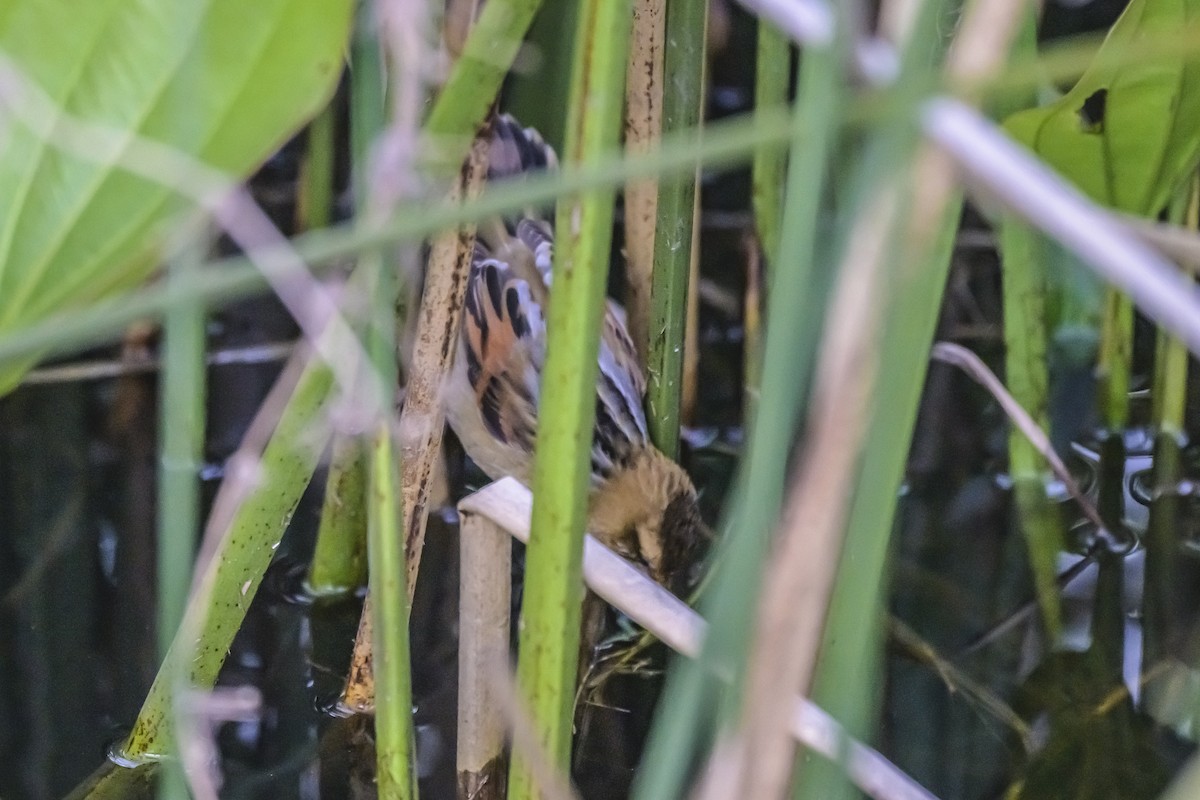 Wren-like Rushbird - ML643197119