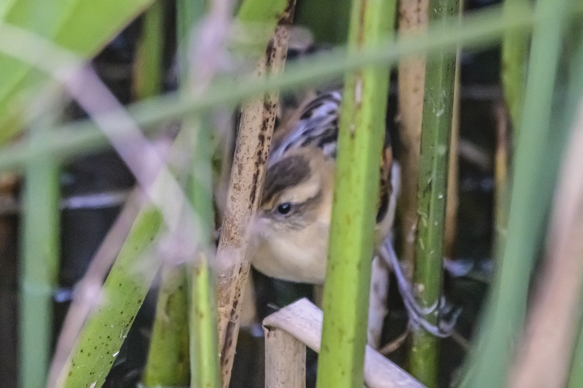 Wren-like Rushbird - ML643197121