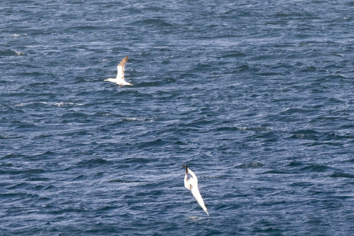 Northern Gannet - ML643197127