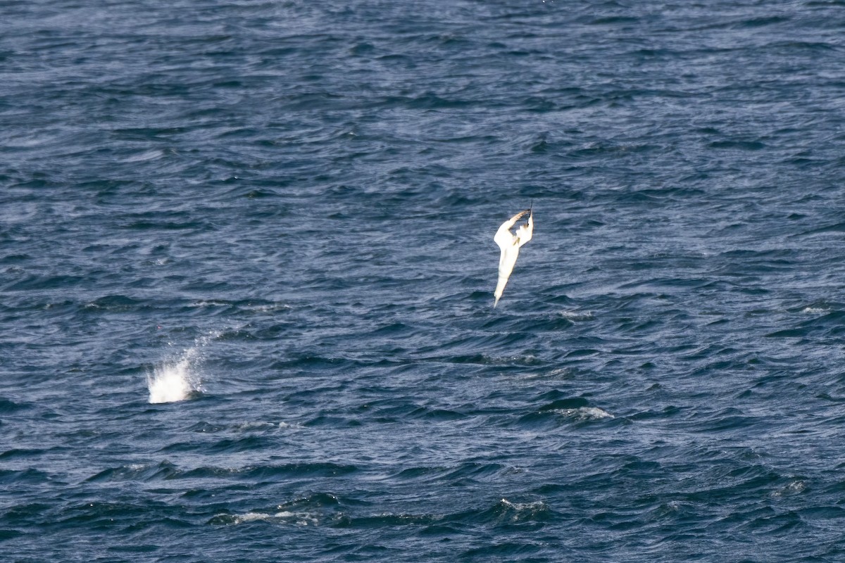 Northern Gannet - ML643197128