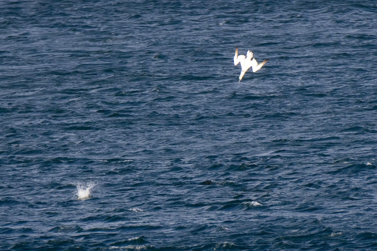 Northern Gannet - ML643197129