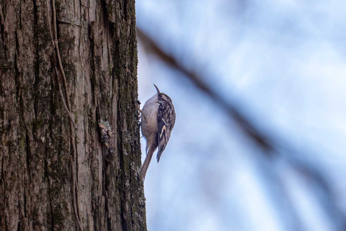 Brown Creeper - ML643197132