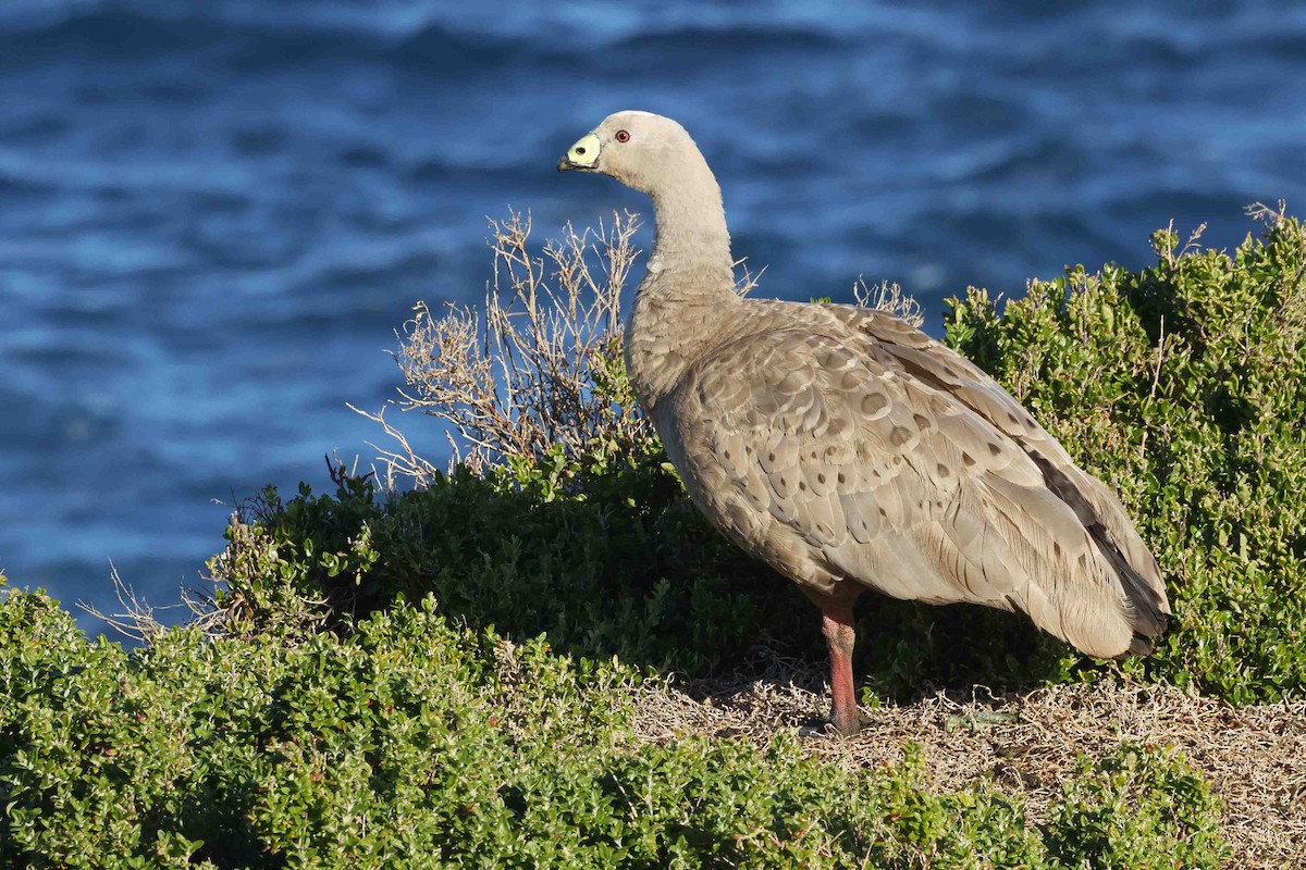 Cape Barren Goose - ML643197139