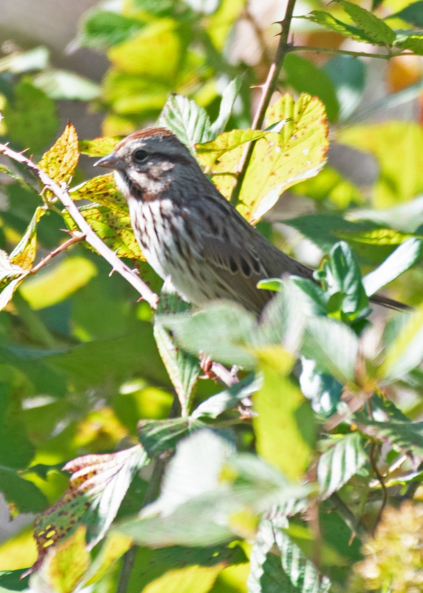 Song Sparrow - ML643197141