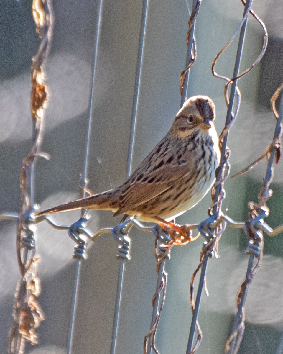 Lincoln's Sparrow - ML643197142
