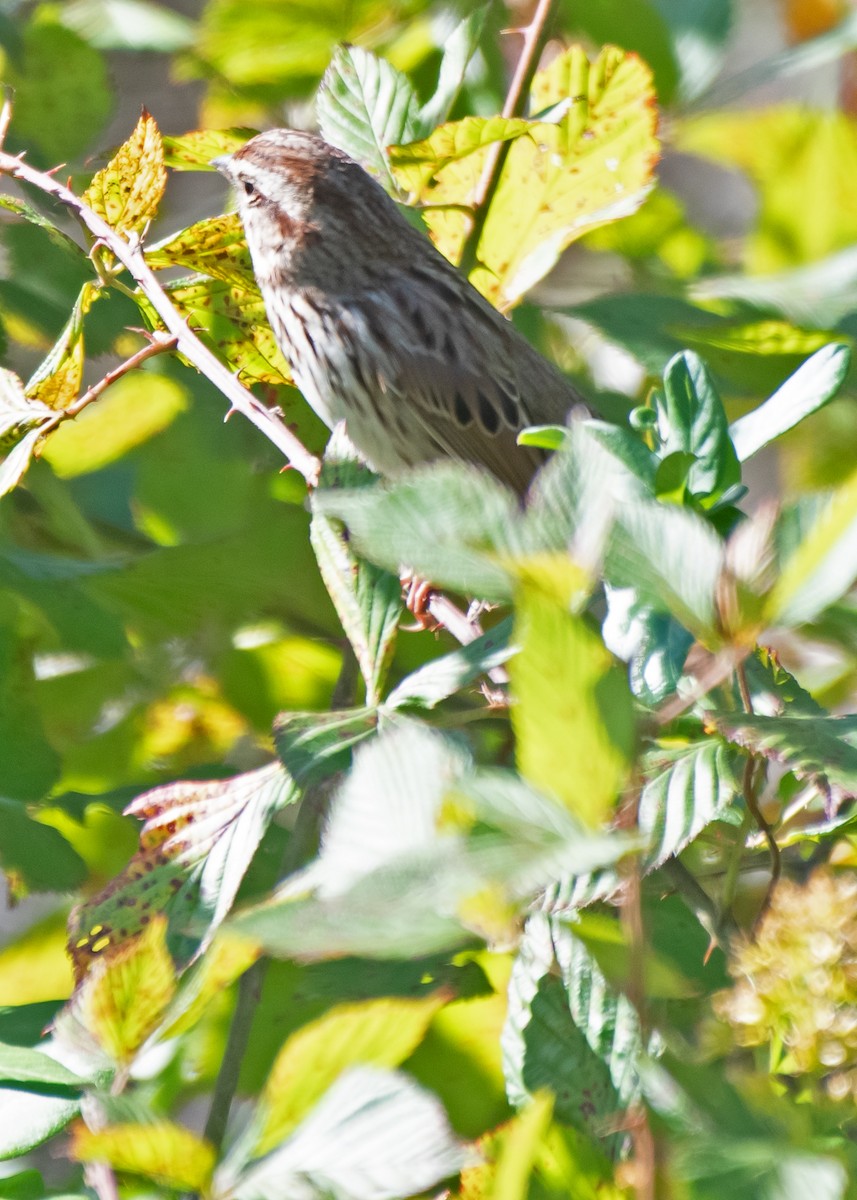 Song Sparrow - ML643197143