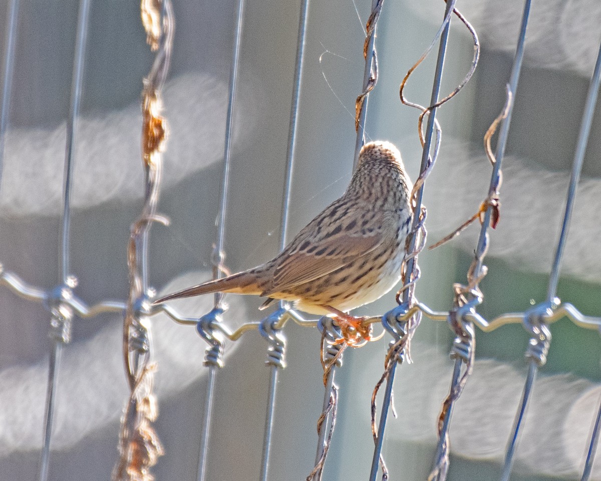 Lincoln's Sparrow - ML643197144