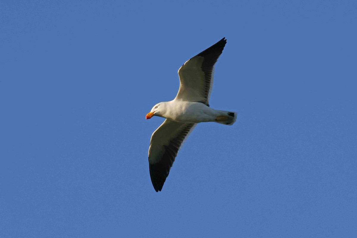 Pacific Gull - ML643197149