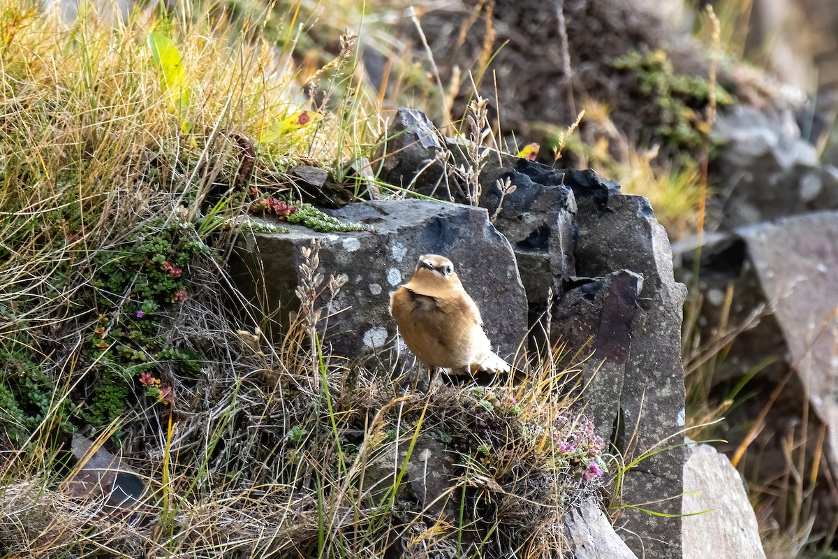 Northern Wheatear - ML643197154