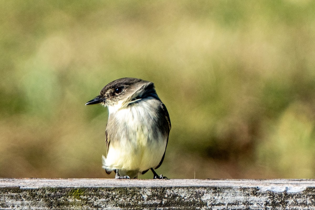 Eastern Phoebe - ML643197159