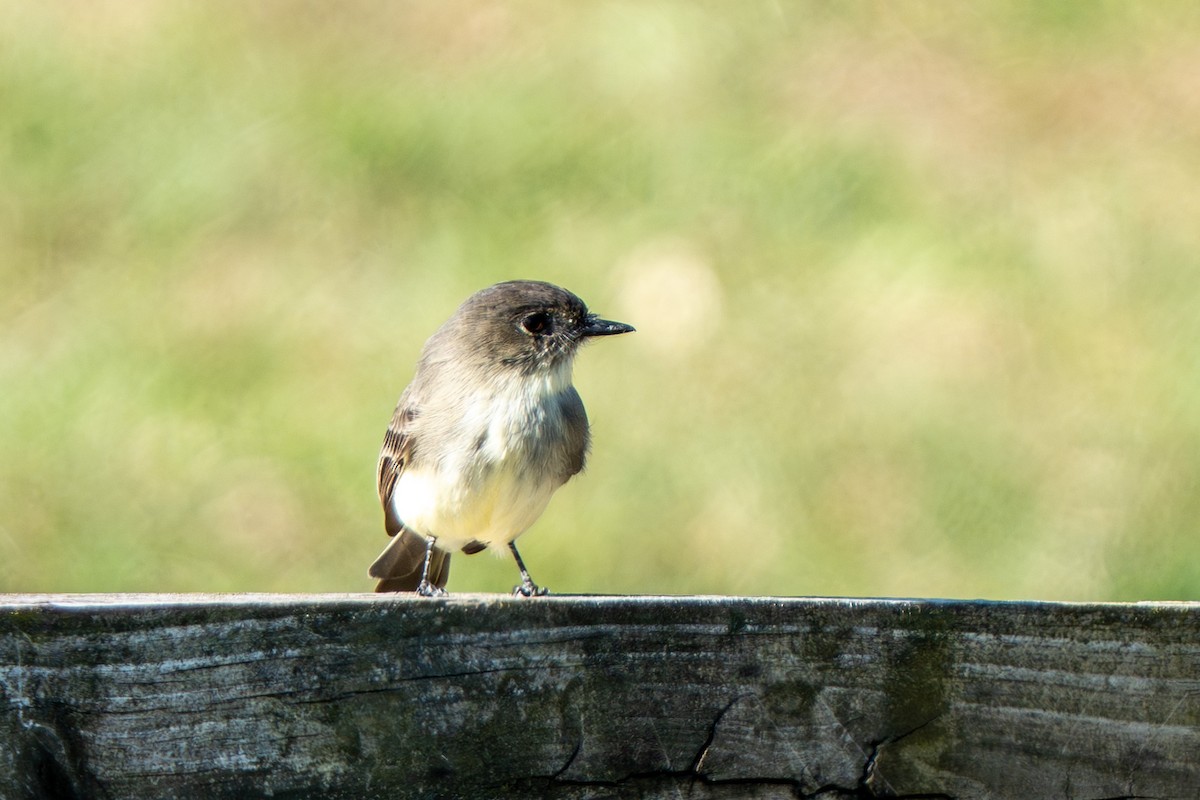 Eastern Phoebe - ML643197160