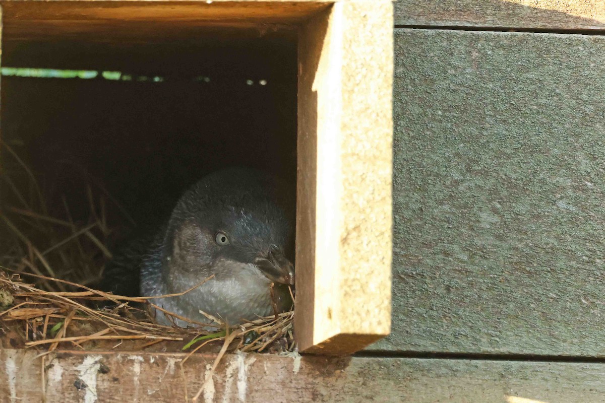 Little Penguin - ML643197161