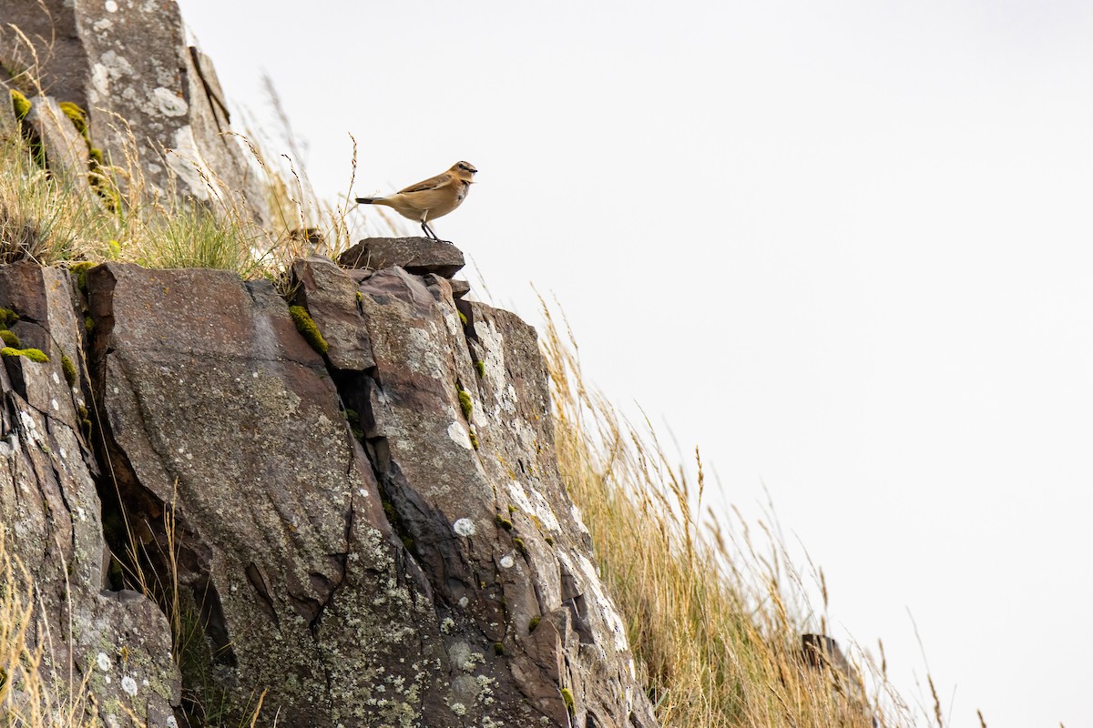 Northern Wheatear - ML643197167