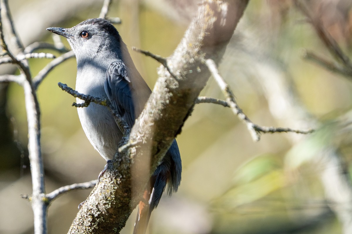 Gray Catbird - ML643197172