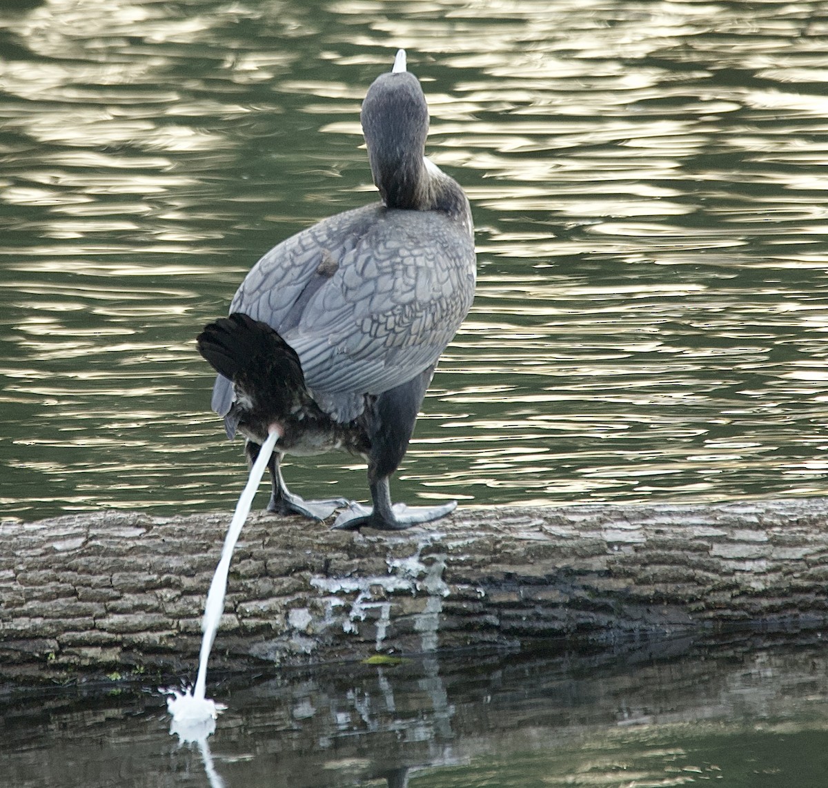 Cormorano - ML643197175