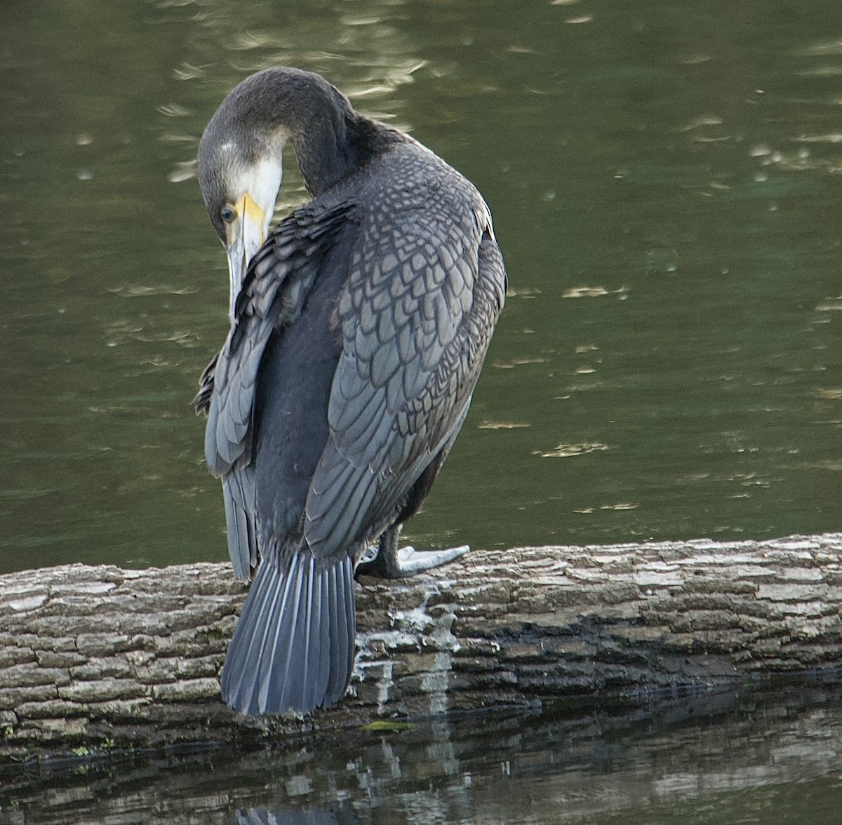 Cormorano - ML643197177