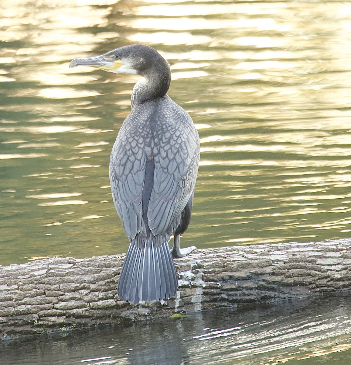 Cormorano - ML643197178