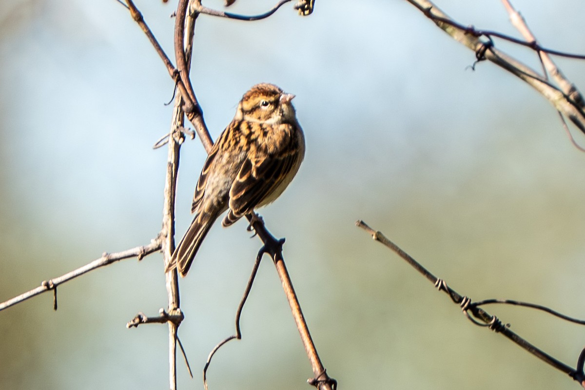 Chipping Sparrow - ML643197202