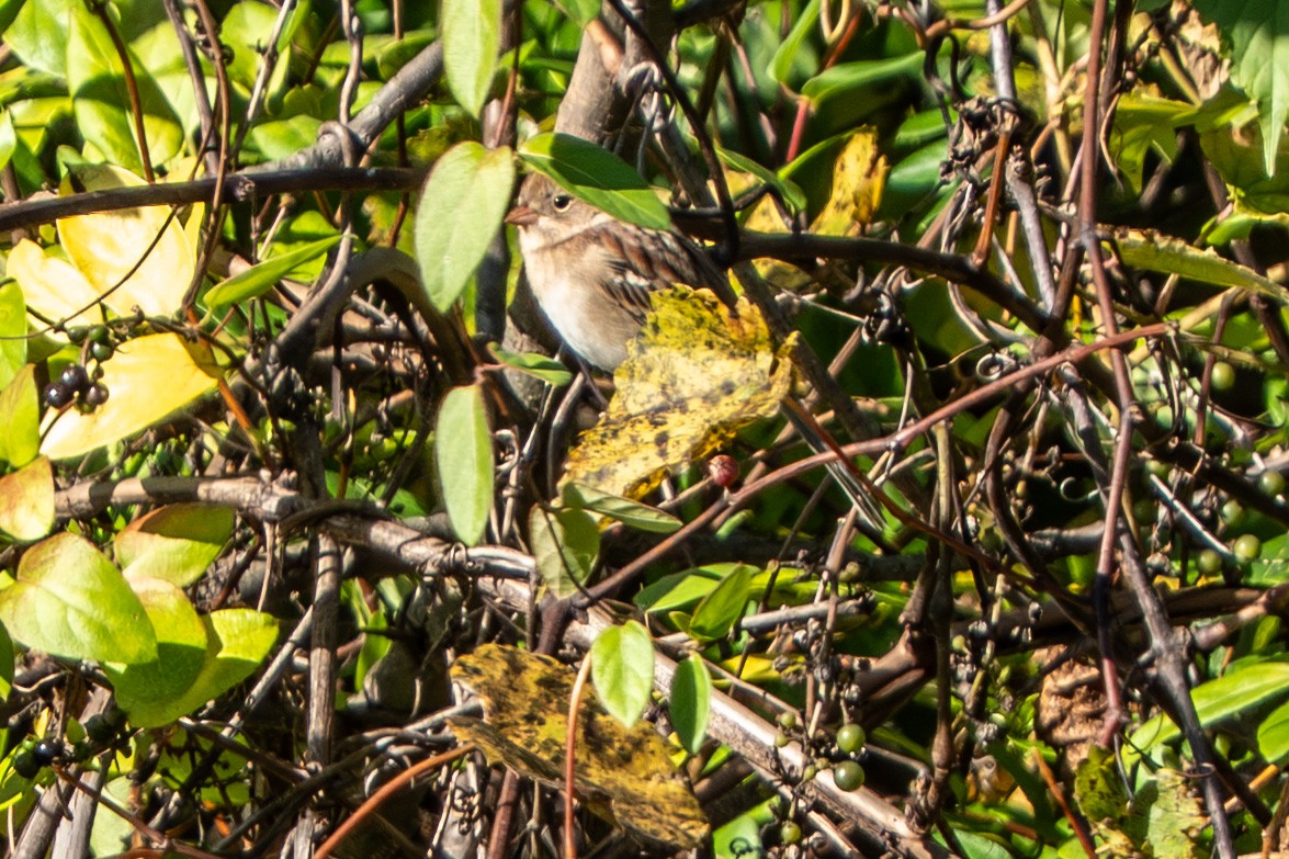 Field Sparrow - ML643197206