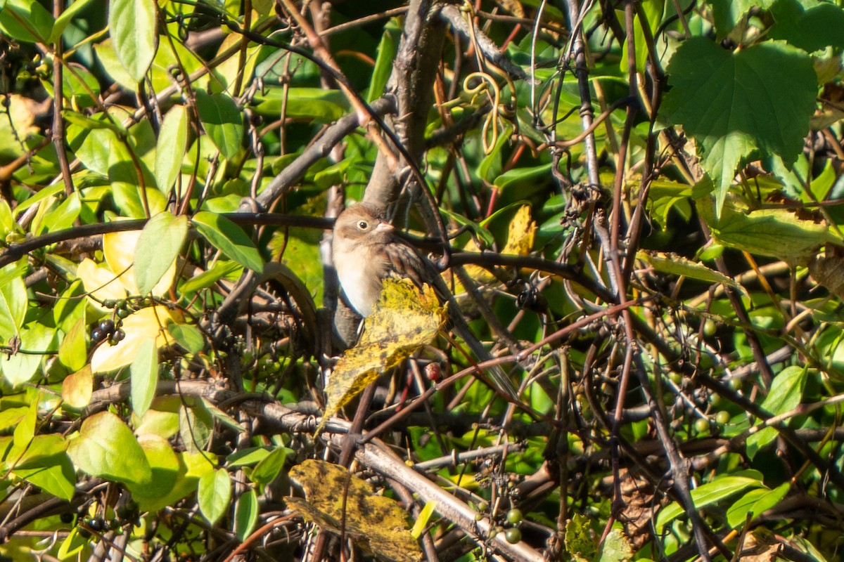 Field Sparrow - ML643197207