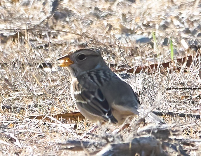White-crowned Sparrow - ML643197222
