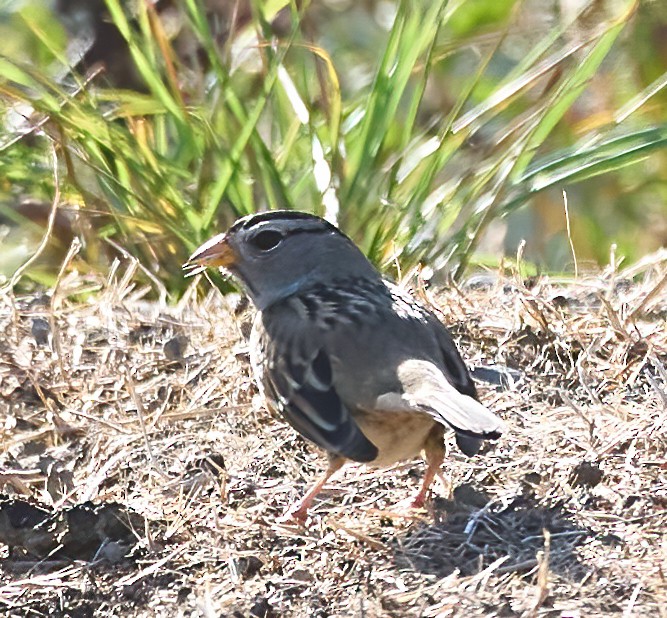 White-crowned Sparrow - ML643197223