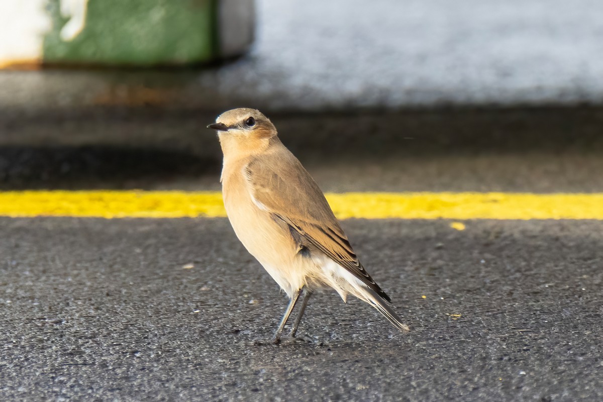Northern Wheatear - ML643197225