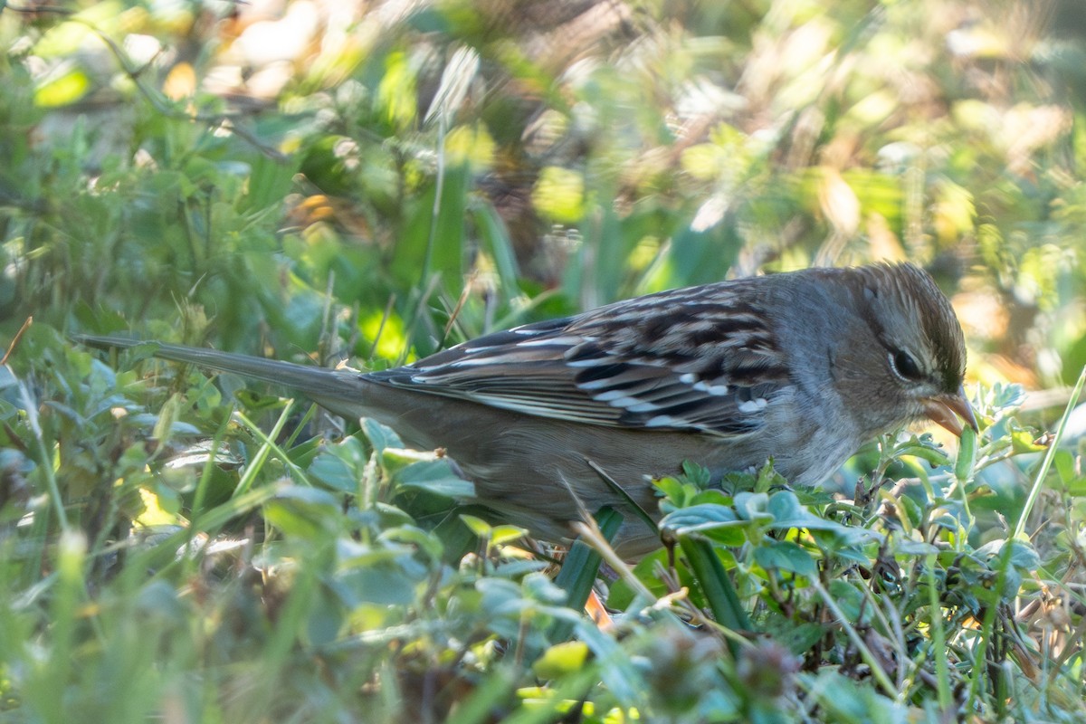 White-crowned Sparrow - ML643197226