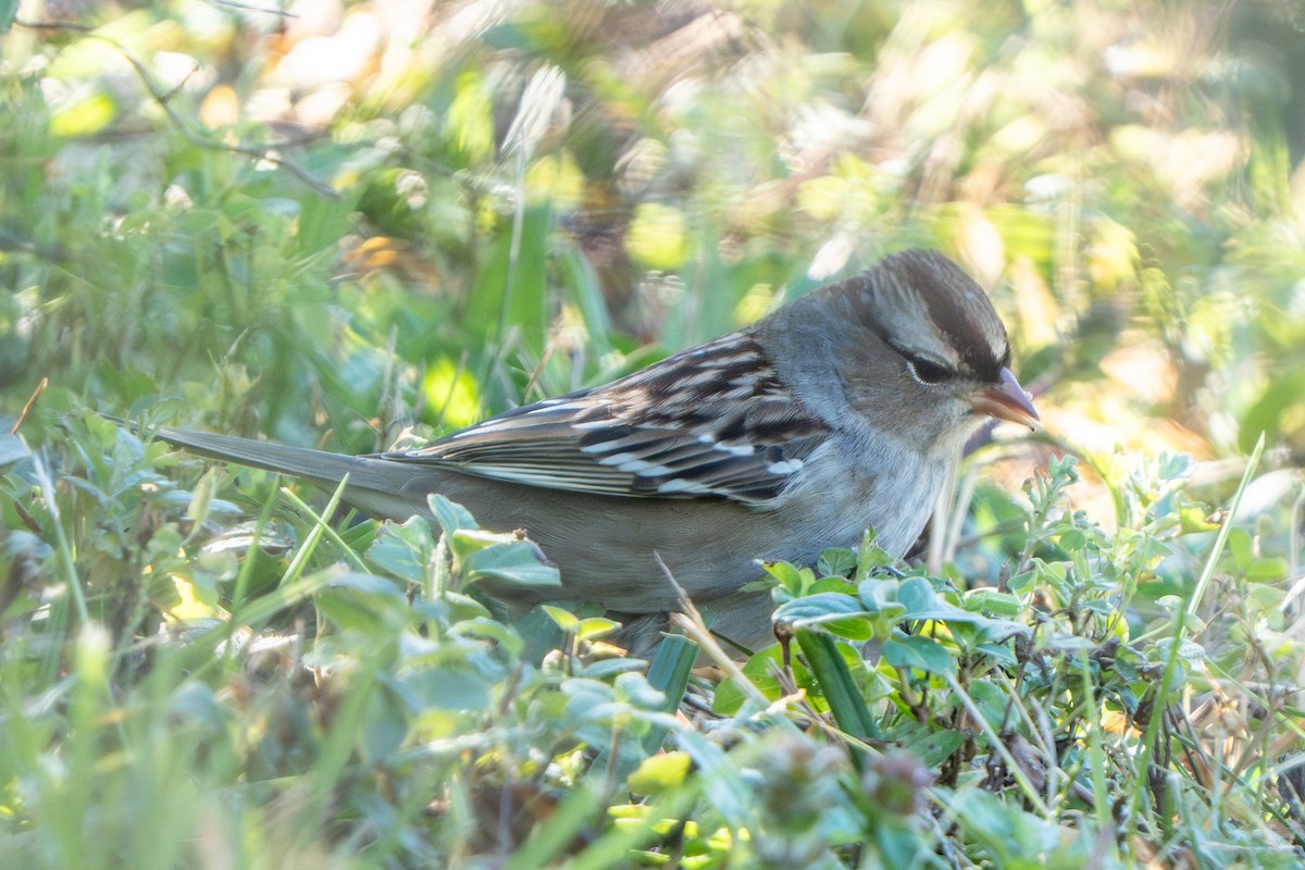 White-crowned Sparrow - ML643197227