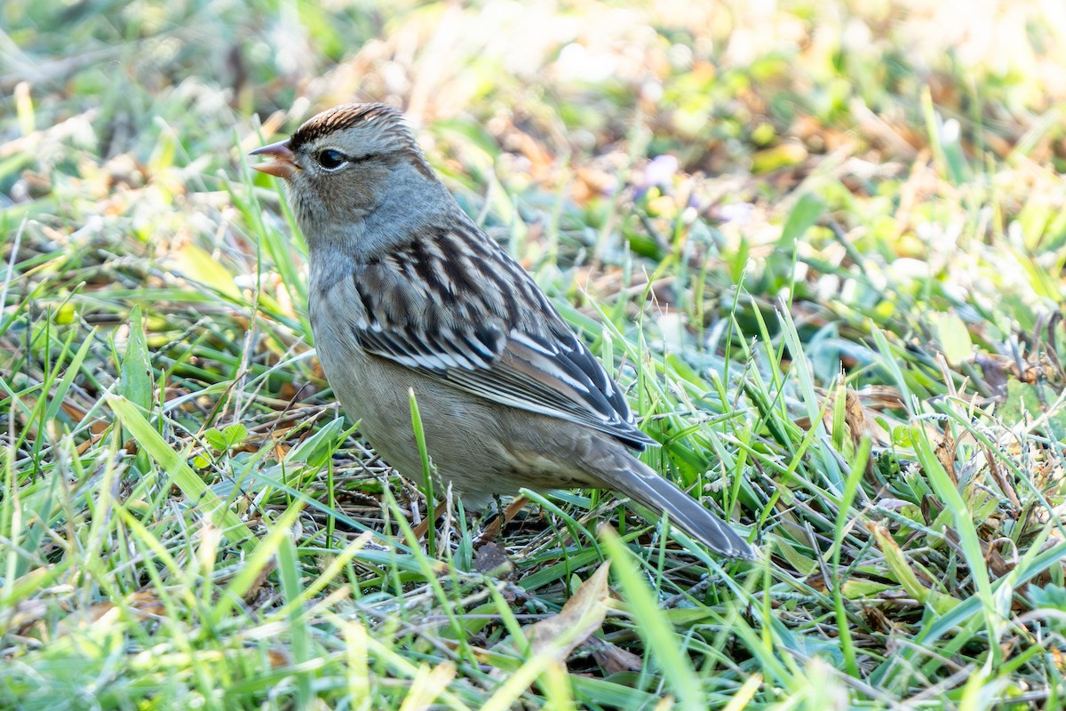 White-crowned Sparrow - ML643197228