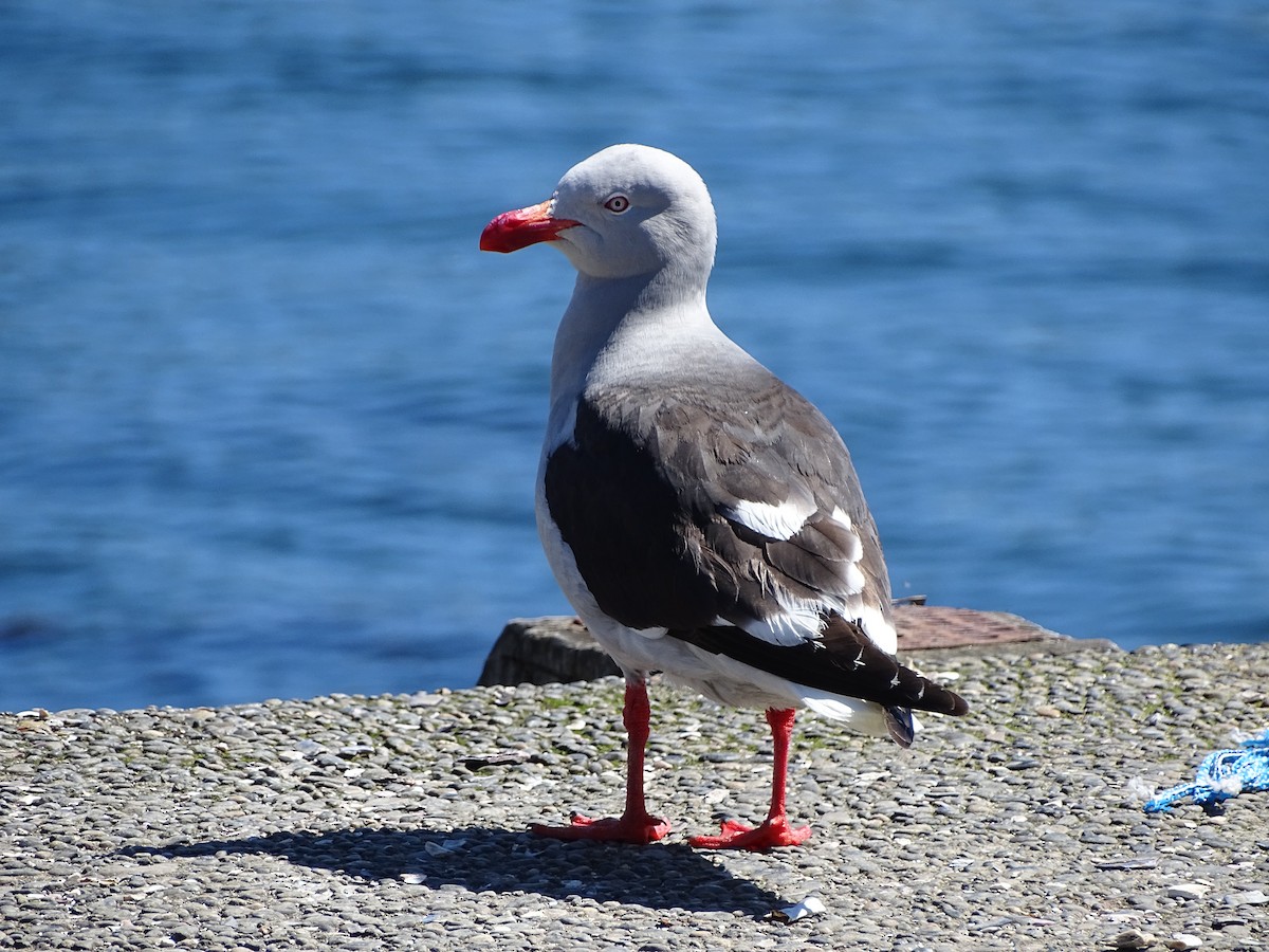 Gaviota Patagona - ML643197262