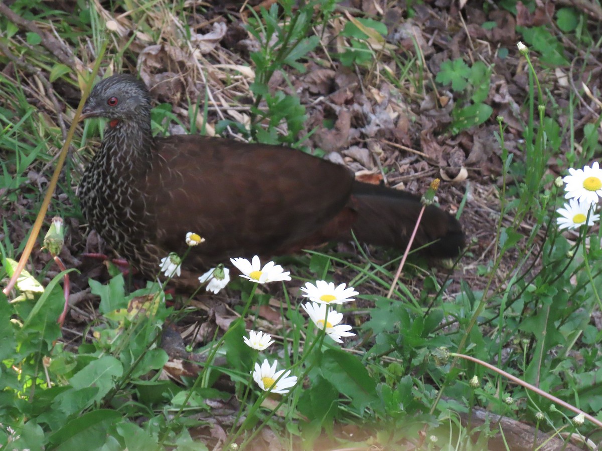 Andean Guan - ML643197266