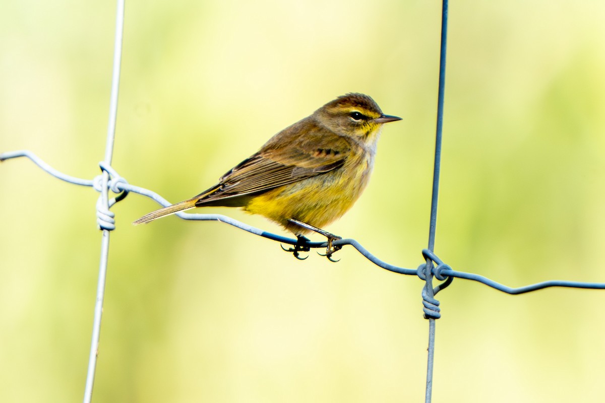 Palm Warbler - ML643197275